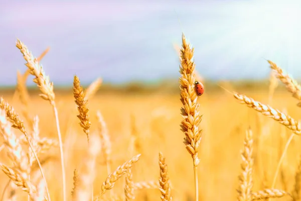 Zlaté hřeby zralého pšenice a berušky na přírodně žlutém flíčku — Stock fotografie
