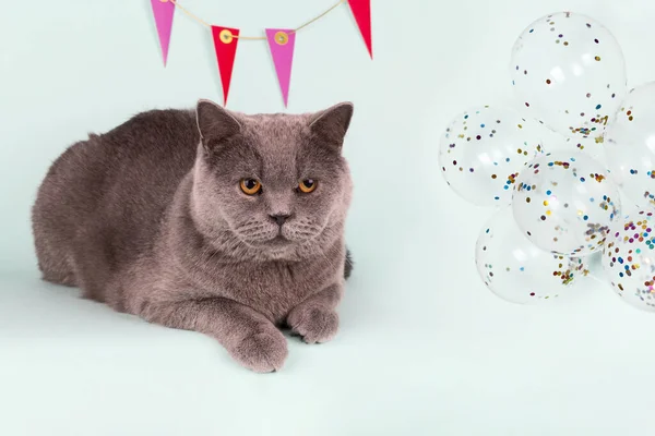 Британская Кошка Украшения Стене Воздушные Шары Светло Голубом Фоне Birthday — стоковое фото