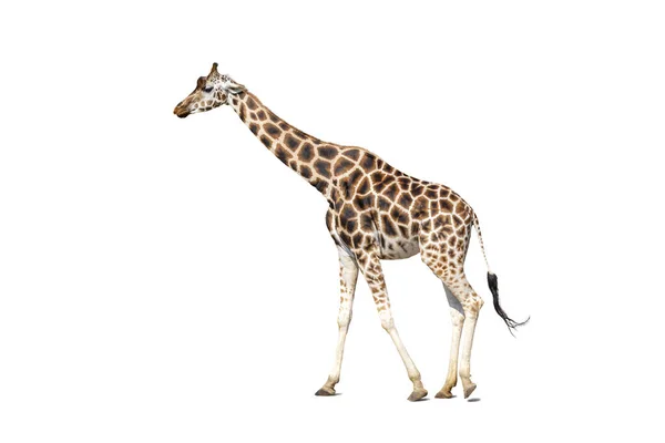 Giraffen lopen op groen veld, dieren in het wild. Close-up — Stockfoto