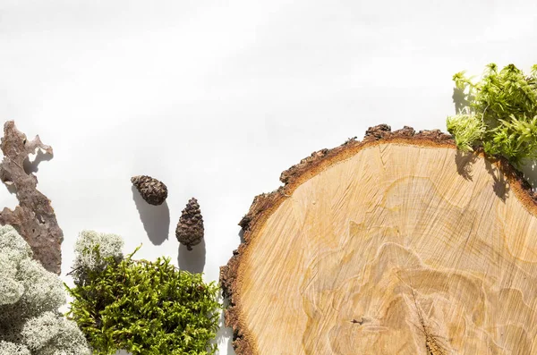 Fundo Criativo Materiais Florestais Naturais Musgo Tronco Árvore Cones Folhas — Fotografia de Stock