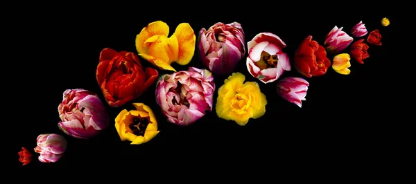 Φωτεινά Πολύχρωμα Λουλούδια Πετούν Απομονωμένα Μαύρο Φόντο Όμορφες Ανθισμένες Τουλίπες — Φωτογραφία Αρχείου