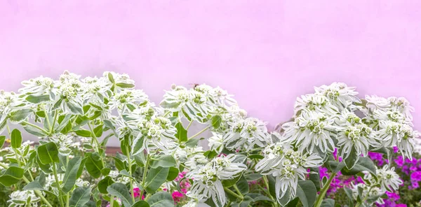 Flower banner - white-green leaves of blooming Euphorbia marginata on pink background. Summer spring natural wallpaper. Abstract floral backdrop on pastel colors with copy space.