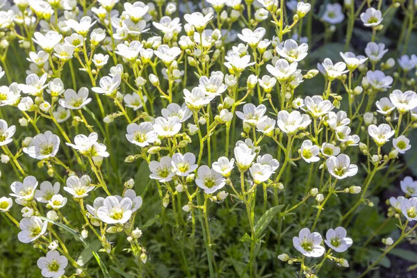 Flower banner - blooming white saxifrage on natural background. Abstract floral backdrop with soft focus, top view, copy space.