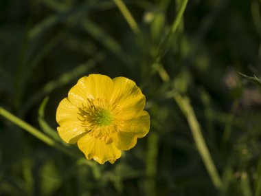 Yaz aramak için altın bir düğme.