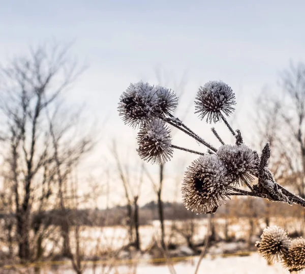 As plantas de inverno da minha terra . — Fotografia de Stock