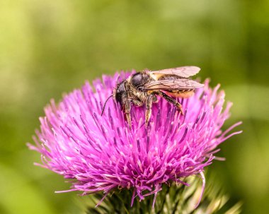 Bir böcek mor bir çiçek üzerinde.