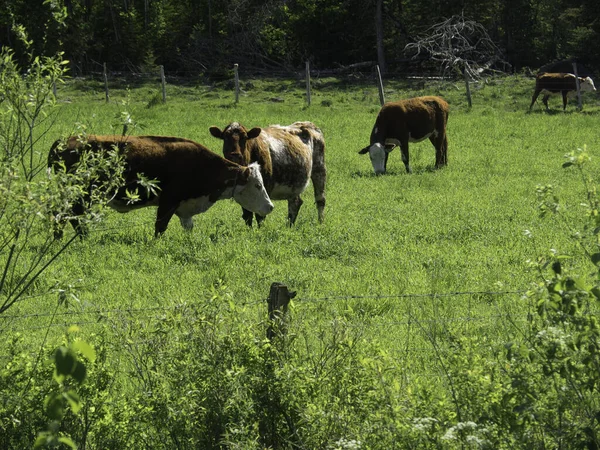 Belles vaches pâturant . — Photo