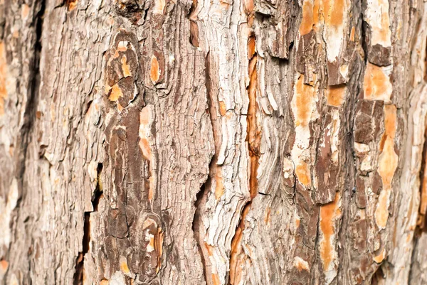 Tree bark texture in brown — Stock Photo, Image