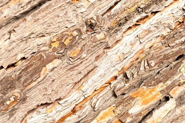 Tree bark texture in brown — Stock Photo, Image