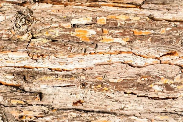 Tree bark texture in brown — Stock Photo, Image