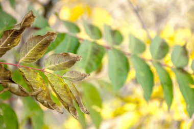 Sonbahar özellikleri - sonbahar yaprakları