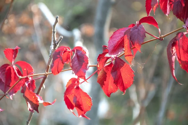 Besonderheiten der Saison - rote Blätter — Stockfoto