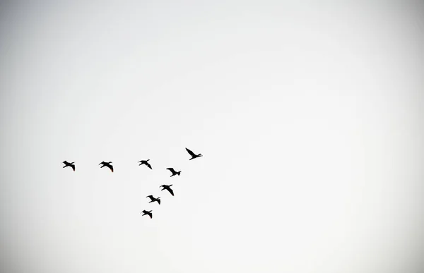 Birds Flying Sky Triangle Birds Triangle Sky — Stock Photo, Image