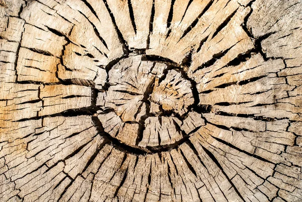 Tree Age Circles Cut Tree — Stock Photo, Image