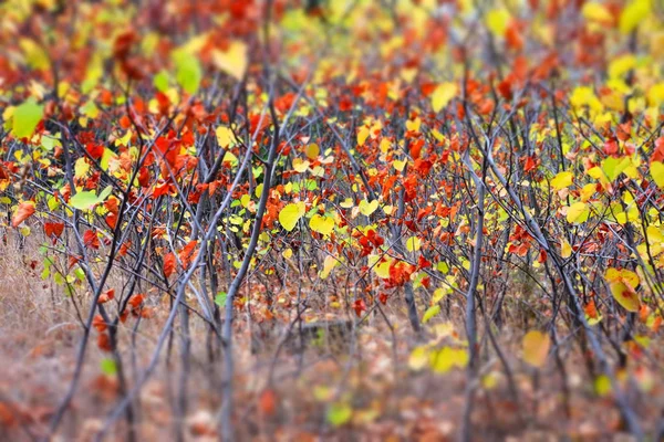 Floresta Outono Floresta Matinal Com Folhas Amarelas Vermelhas — Fotografia de Stock
