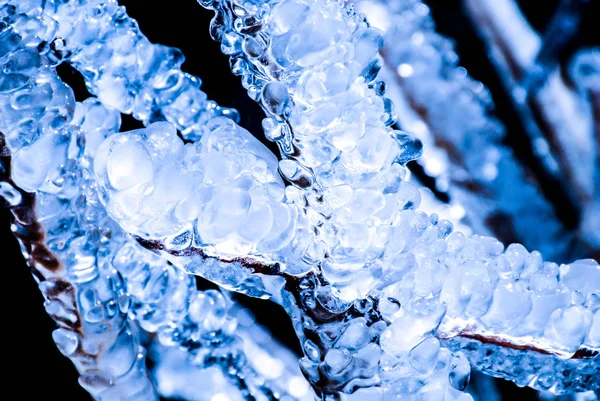 Κοτσάνια Νεκρών Φυτών Καλυμμένα Μπλε Πάγο — Φωτογραφία Αρχείου