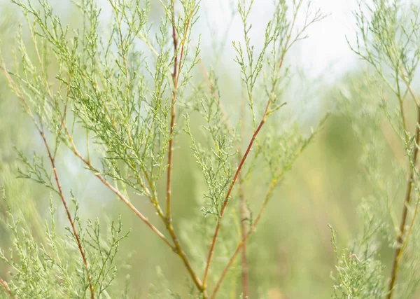 Evergreen plant. Details. Branches of an evergreen plant