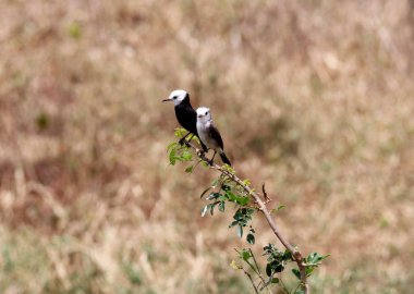 Arundinicola leucocephala ağaç gövdesi içinde birkaç