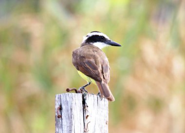 Pitangus sulphuratus profili güç kablosu