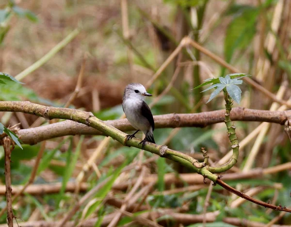 Leucocephala arundinicola samica ptak na gałęzi — Zdjęcie stockowe