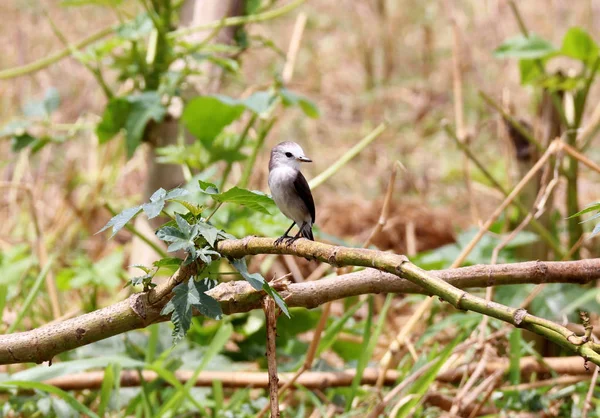 Weibchen arundinicola leucocephala auf grünem Zweig — Stockfoto