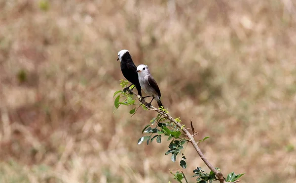 Pareja de Arundinicola leucocephala verde — Foto de Stock