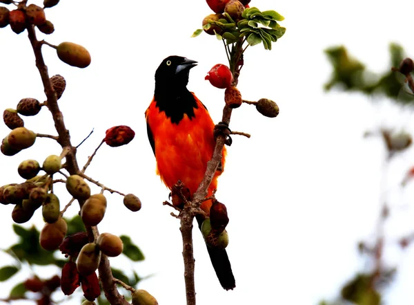 Icterus jamacaii Alimentación — Foto de Stock