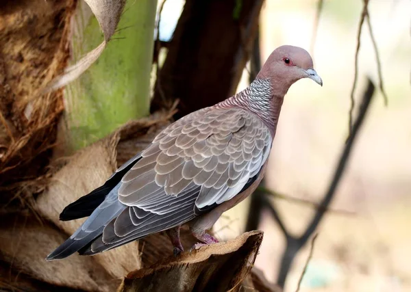 Pájaro patagioenas picazuro en el árbol — Foto de Stock