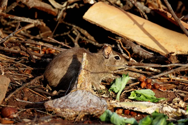 Rodent digs into the ground — Stock Photo, Image