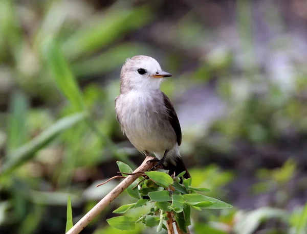 Samice arundinicola leucocephala na zelenou větev — Stock fotografie