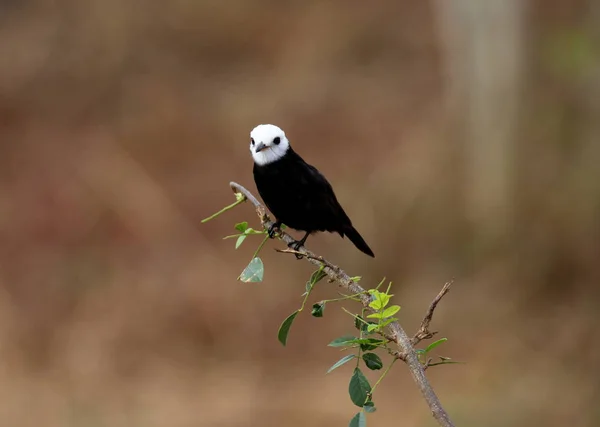 Vogelmännchen arundinicola in seinem natürlichen Lebensraum — Stockfoto