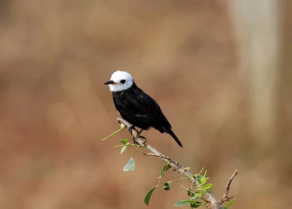 Oiseau mâle arundinicola sur branche verte — Photo