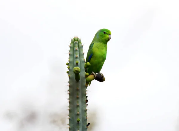 Periquito verde no galho do cacto — Fotografia de Stock