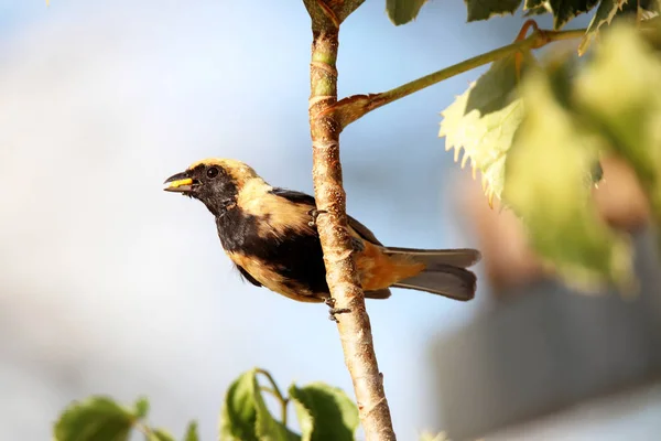 Vogel Tangara Cayana in der Nähe des Nestes in seinem natürlichen Lebensraum — Stockfoto