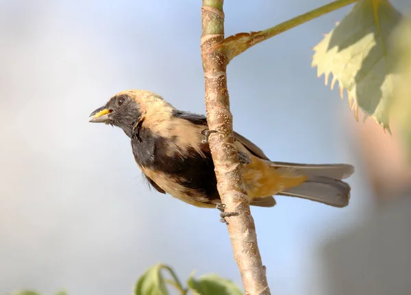 くちばしに食物を運ぶ鳥タナグラ cayana — ストック写真