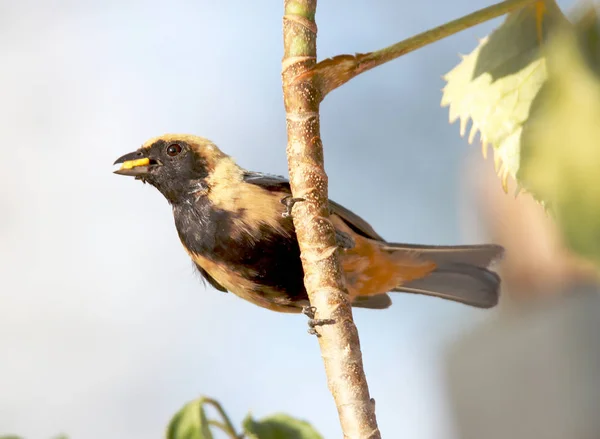 Vogel Tangara Cayana in der Nähe des Nestes auf dem grünen Zweig — Stockfoto