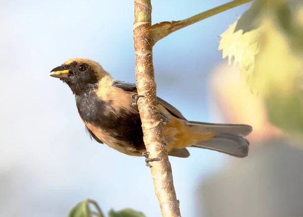 Tangara Cayana mit Nahrung im Schnabel in der Nähe des Nestes — Stockfoto