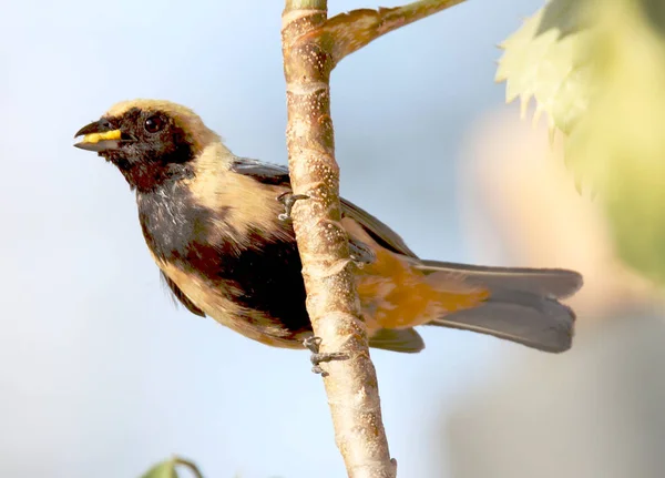 Птица тангара каяна с едой в клюве возле гнезда — стоковое фото