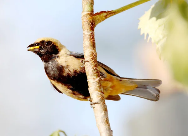 Fågeln tangara cayana med föda i näbben — Stockfoto