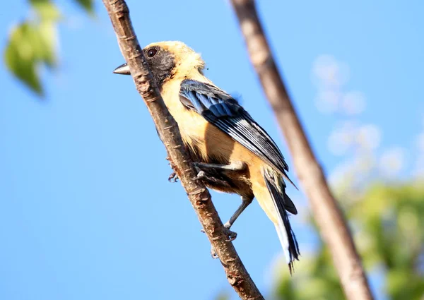 Pássaro tangara cayana no fundo natural — Fotografia de Stock