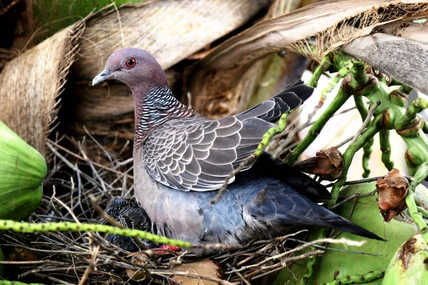 Grande colombe dans son nid avec ourson dans son habitat naturel — Photo