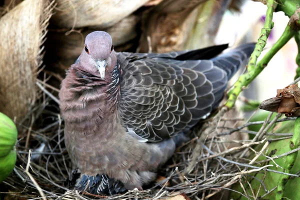 Big dove in the nest — Stock Photo, Image
