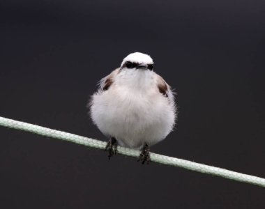 Binturongun doğal yaşam ortamı içinde kablosunun üzerine Fluvicola nengeta