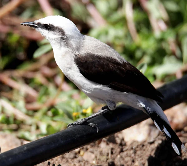 Bird fluvicola nengeta profile — Stock Photo, Image