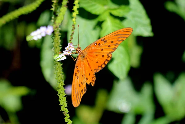 꽃에 화려한 나비 — 스톡 사진