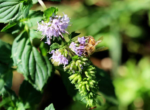 다채로운 꽃에 꿀벌 — 스톡 사진