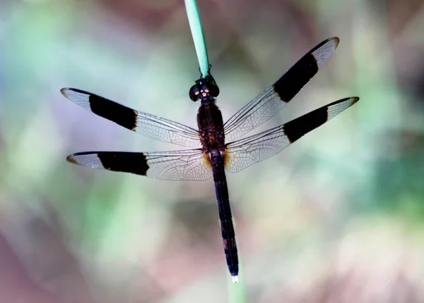 Insect dragonfly in close-up — Stock Photo, Image