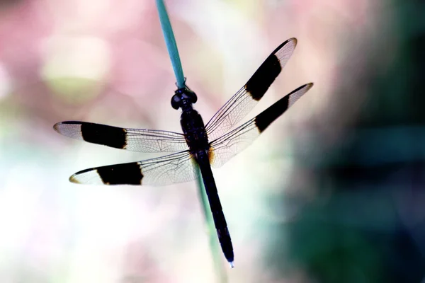 Insect dragonfly on leaf — Stock Photo, Image