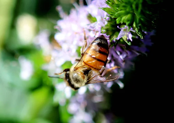 Macro photography of bee on flower — Stock Photo, Image