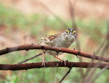 Renkli kuş dal arıyor
